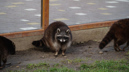Raccoon in the zoo. Shelter. animal life in captivity. Animals behind bars. Life in a cage.の写真素材
