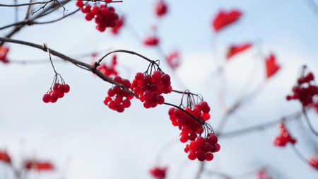 Ripe bunches of viburnum ordinary Viburnum opulus are on blurred background. Beautiful autumn background with red berries of viburnum. guelder-rose, water elder, cramp bark, snowball tree and European cranberrybush. soft focus.の写真素材