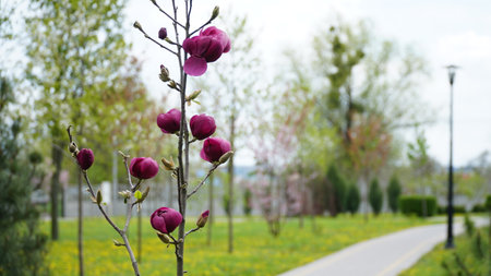 Blooming red magnolia flowers. Buds of magnolia flowers.の写真素材