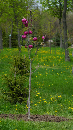 Blooming red magnolia flowers. Buds of magnolia flowers.の写真素材