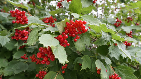 Magnified beautiful red fruits of viburnum. Viburnum berries. Red viburnum berries on a branch in the garden. Beautiful autumn background with red viburnum berries. water elder, mountain bark, snow tree and European cranberry. soft focus.の写真素材