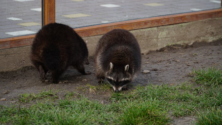 Sad, cute raccoon petting zoo. Raccoon in the zoo. Shelter. animal life in captivity. Animals behind bars. Life in a cageの写真素材