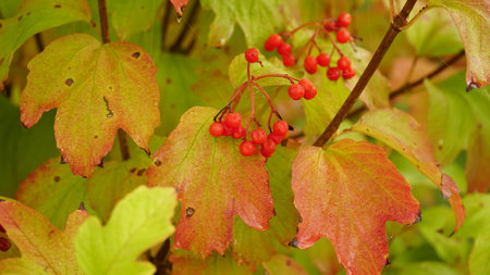 Magnified beautiful red fruits of viburnum. Viburnum berries. Red viburnum berries on a branch in the garden. Beautiful autumn background with red viburnum berries. water elder, mountain bark, snow tree and European cranberry. soft focus.の写真素材