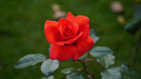 The rose is big and lush. Ripe rose close-up. Rose.の写真素材