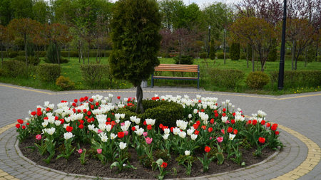 beautiful tulips. Variety of spring flowers. Improvement of the territory. Flowerbeds of tulipsの写真素材