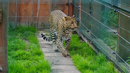 Far Eastern leopard and its life in the zoo, the zoo of Ukraine, an endangered species of predators. Amur pardusの写真素材