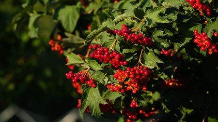 Magnified beautiful red fruits of viburnum. Viburnum berries. Red viburnum berries on a branch in the garden. Beautiful autumn background with red viburnum berries. water elder, mountain bark, snow tree and European cranberry. soft focus.の写真素材