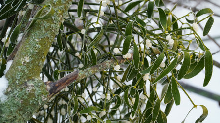 Frosty berries in the garden. The icy hoarfrost covered the bushes, herbs, and berries. rosehip. Rowan. Mistletoe. Winter weather. Picturesque winter view with frosty leaves. Christmas background.の写真素材