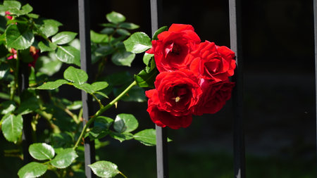 Red roses on the fence. Red roses on decorative gates. Beautiful red roses close-up in spring in the home garden along the sidewalk.の写真素材