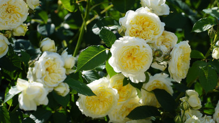 bush of white roses. White rose bush close up. Blooming garden plant under sunlight with blue sky. Beautiful climbing Alba rose.の写真素材