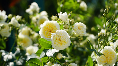 bush of white roses. White rose bush close up. Blooming garden plant under sunlight with blue sky. Beautiful climbing Alba rose.の写真素材