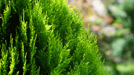 thuja. arbor vitae or thuja occidentalis a globe-shaped evergreen shrub in garden center - globe arborvitae.の写真素材