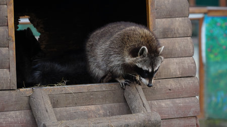 Funny lazy raccoon lying on wooden doorstep. animals in captivity.の写真素材