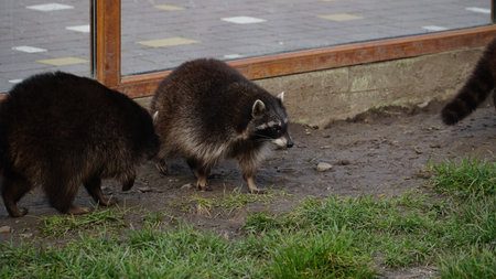 Raccoon in the zoo. Shelter. animal life in captivity. Animals behind bars. Life in a cage.の写真素材
