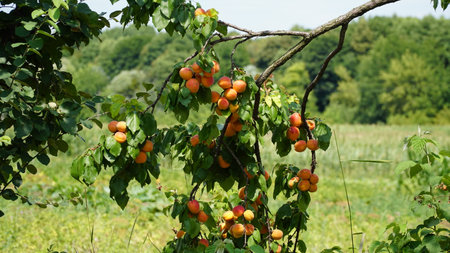 branch with ripe juicy apricots on the tree. Branch of an apricot tree. Large. without processing.の写真素材