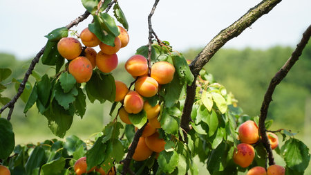 branch with ripe juicy apricots on the tree. Branch of an apricot tree. Large. without processing.の写真素材