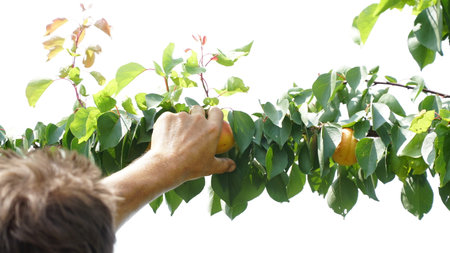 apricot. Close-up of a man's hand picking apricots from a tree in a fruit farm. Apricot garden. Apricot harvest.の写真素材
