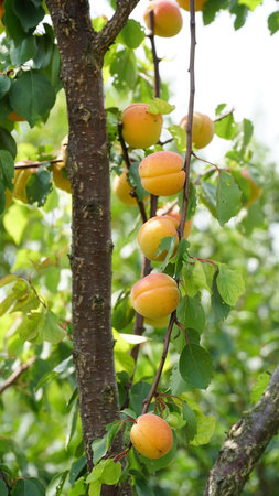 Branch of an apricot tree. Branch with ripe juicy apricots on the tree. Large bright fruit. without processing.の写真素材
