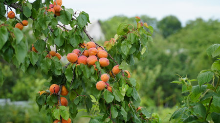 branch with ripe juicy apricots on the tree. Branch of an apricot tree. Large. without processing.の写真素材