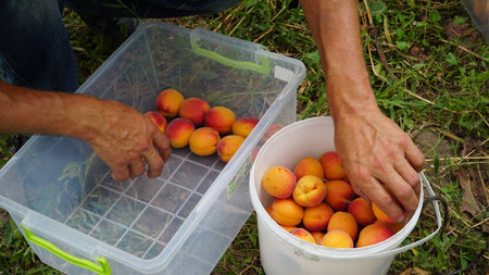 apricot. Harvesting apricots in a box. Stacking of apricot fruits for transportation. Ripe juicy apricots. Large bright fruits. without processing.の写真素材