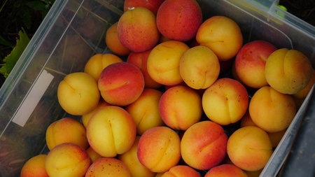 apricot. Harvesting apricots in a box. Stacking of apricot fruits for transportation. Ripe juicy apricots. Large bright fruits. without processing.の写真素材
