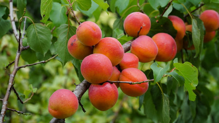 Branch of an apricot tree. Branch with ripe juicy apricots on the tree. Large bright fruit. without processing.の写真素材