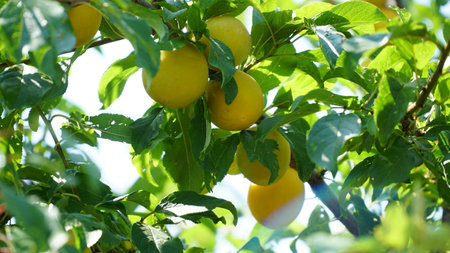 Yellow plum. Prunus cerasifera. Plum fruits are ripening on the branches of the tree.の写真素材