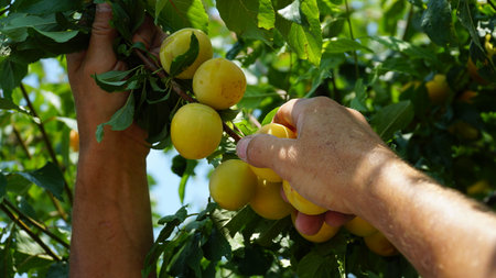 Yellow plum. Prunus cerasifera. Harvesting yellow plums. Plum fruits ripen on the needles of a tree. old fruit trees. organic crops.の写真素材