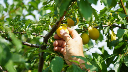 Yellow plum. Prunus cerasifera. Plum fruits are ripening on the branches of the tree.の写真素材