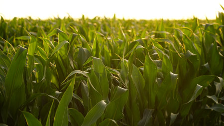 Green field of ripening corn, agricultural landscape. Young corn plants. Corn plantations at sunset. Against the backdrop of the sun. nの写真素材