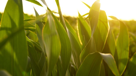 Corn, corn sprouts cultivation on an industrial scale. Young corn plants in a cultivated field. Agricultural background of corn plantation. nの写真素材