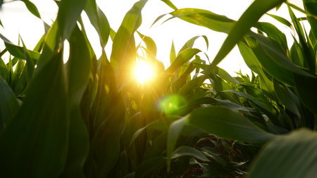 Corn, corn sprouts cultivation on an industrial scale. Young corn plants in a cultivated field. Agricultural background of corn plantation. nの写真素材