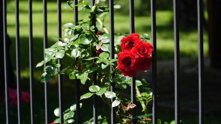 Red roses on the fence. Red roses on decorative gates. Beautiful red roses close-up in spring in the home garden along the sidewalk.の写真素材