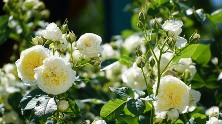 bush of white roses. White rose bush close up. Blooming garden plant under sunlight with blue sky. Beautiful climbing Alba rose.の写真素材