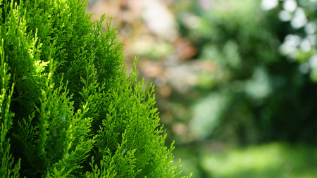 thuja. arbor vitae or thuja occidentalis a globe-shaped evergreen shrub in garden center - globe arborvitae.の写真素材