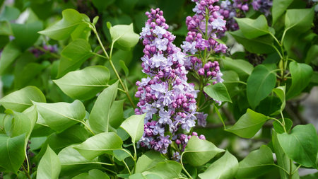 Syringa vulgaris. Close-up of blooming purple and white lilacs on a large bush. nの写真素材