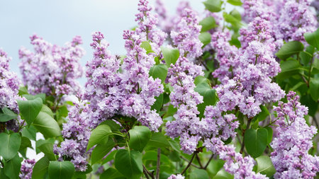 Syringa vulgaris. Close-up of blooming purple and white lilacs on a large bush. nの写真素材