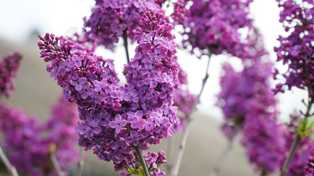 Syringa vulgaris. Close-up of blooming purple and white lilacs on a large bush. nの写真素材