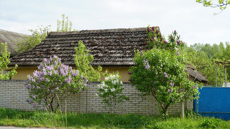Syringa vulgaris. Close-up of blooming purple and white lilacs on a large bush. nの写真素材