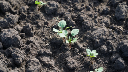 Winter rape grows in the autumn field. Brassica napus.の写真素材