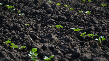 Winter rapeseed grows on the farm field. nの写真素材