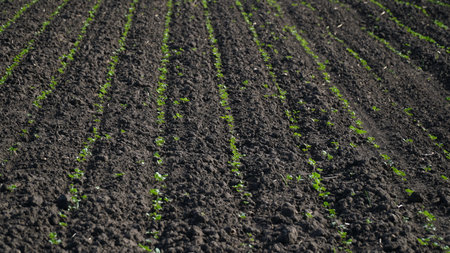 Winter rapeseed grows on the farm field. nの写真素材