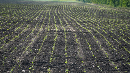 Winter rapeseed grows on the farm field. nの写真素材