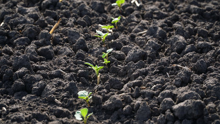 Winter rape grows in the autumn field. Brassica napus. nの写真素材