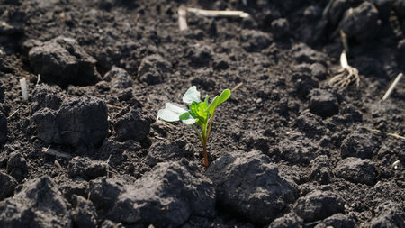 Winter rapeseed grows on the farm field. nの写真素材