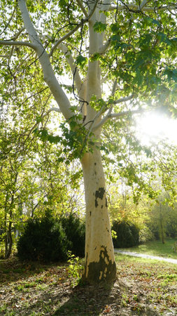 The trunk, bark, leaves and fruits of Platanus occidentalis, also known as the American, London plane tree. Different colors of the tree trunk. Platan.の写真素材