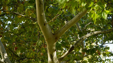 The trunk, bark, leaves and fruits of Platanus occidentalis, also known as the American, London plane tree. Bark of the sycamore tree. Different colors of the tree trunk.の写真素材