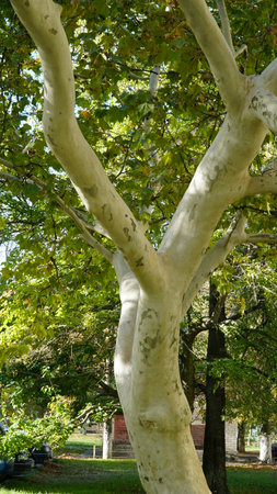 The trunk, bark, leaves and fruits of Platanus occidentalis, also known as the American, London plane tree. Bark of the sycamore tree. Different colors of the tree trunk. Platan.の写真素材