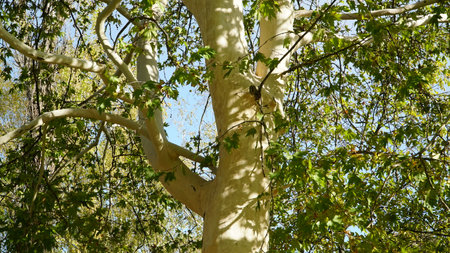 The trunk, bark, leaves and fruits of Platanus occidentalis, also known as the American, London plane tree. Bark of the sycamore tree. Different colors of the tree trunk.の写真素材