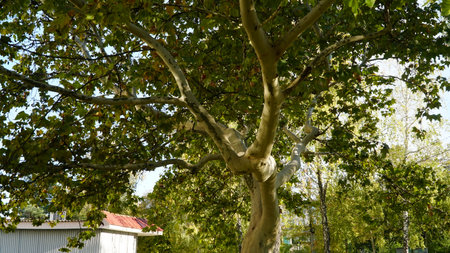 The trunk, bark, leaves and fruits of Platanus occidentalis, also known as the American, London plane tree. Bark of the sycamore tree. Different colors of the tree trunk. Platan.の写真素材